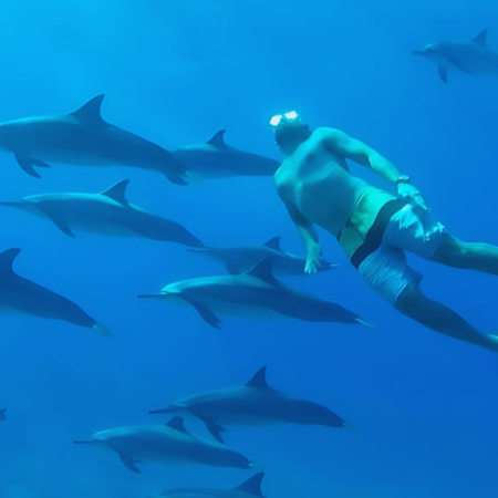 Dolphin House Snorkeling And water Sports