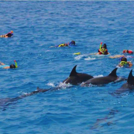 Dolphin House Snorkeling And water Sports