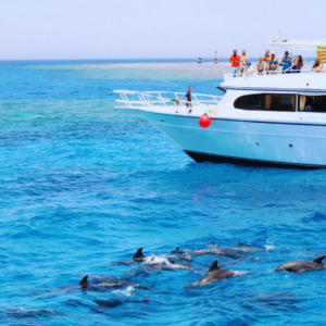 Dolphin House Snorkeling And water Sports