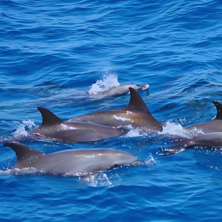 Dolphin House Snorkeling And water Sports