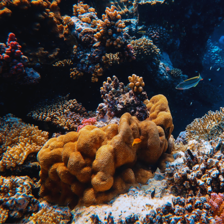 https://red-seaexcursions.com/wp-content/uploads/2025/04/7.png